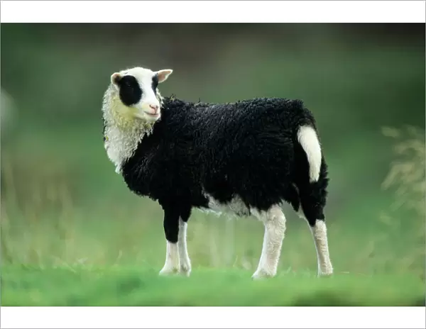 Jacob's Sheep - lamb on meadow Isle of Mull, Scotland