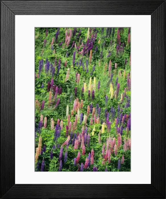 Framed Print : Lupins - garden escapes growing on bankside Hessen, Germany Framed Print : Lupins - garden escapes growing on bankside Hessen, Germany