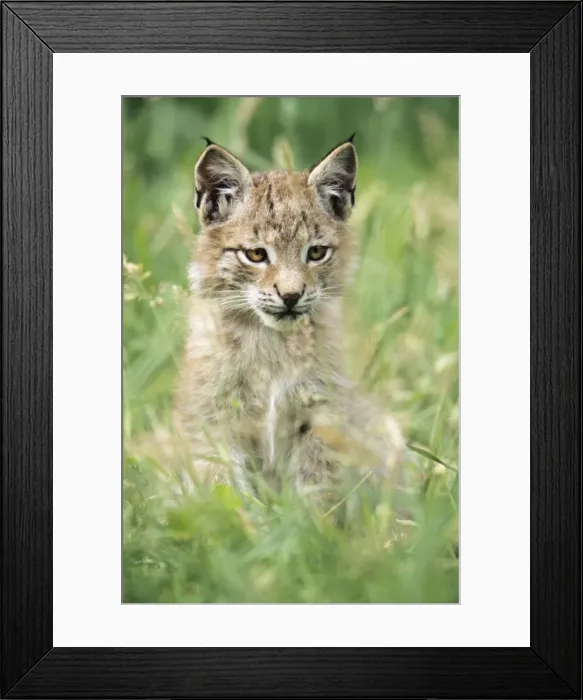 Framed Print : Eurasian Lynx - kitten sitting amongst grass Hessen, Germany