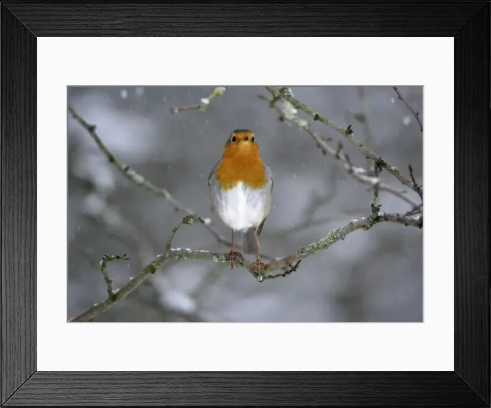 Framed Print : Robin - perched on branch in snow Hessen, Germany Framed Print : Robin - perched on branch in snow Hessen, Germany
