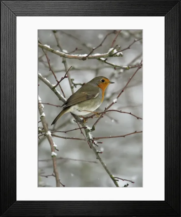 Framed Print : Robin - perched on snow covered branch Hessen, Germany Framed Print : Robin - perched on snow covered branch Hessen, Germany