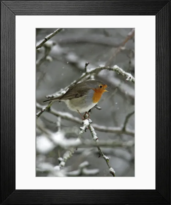 Framed Print : Robin - perched on snow covered branch, singing Hessen, Germany Framed Print : Robin - perched on snow covered branch, singing Hessen, Germany