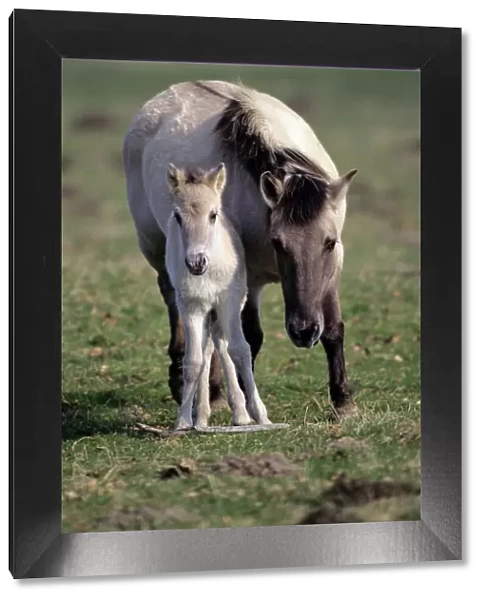 Przewalski's  / Takhi /  Mongolian wild horse - mare with foal Hessen, Germany