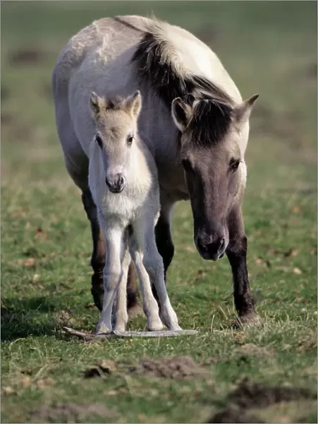Przewalski's  / Takhi /  Mongolian wild horse - mare with foal Hessen, Germany