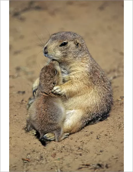 Black-tailed Prairie Dog - mother playing with baby animal, Emmen, Holland