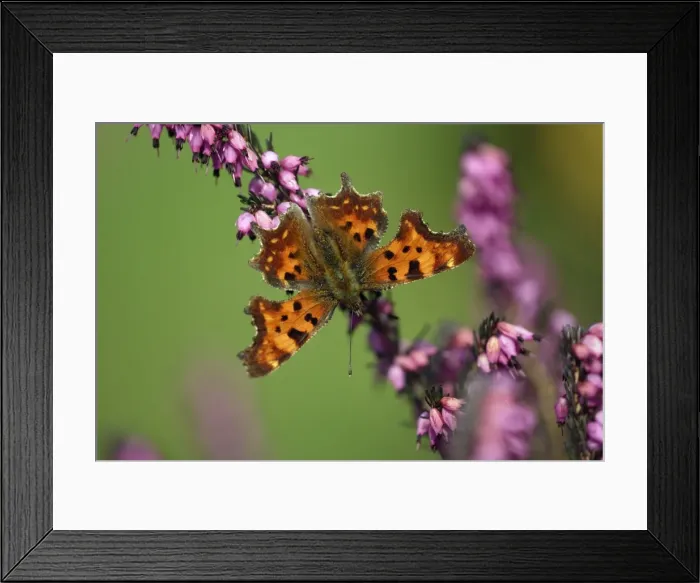 Framed Print : Comma - feeding on ornamental heather in garden, Lower Saxony, Germany