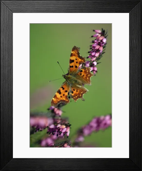 Framed Print : Comma - feeding on ornamental heather in garden, Lower Saxony, Germany Framed Print : Comma - feeding on ornamental heather in garden, Lower Saxony, Germany