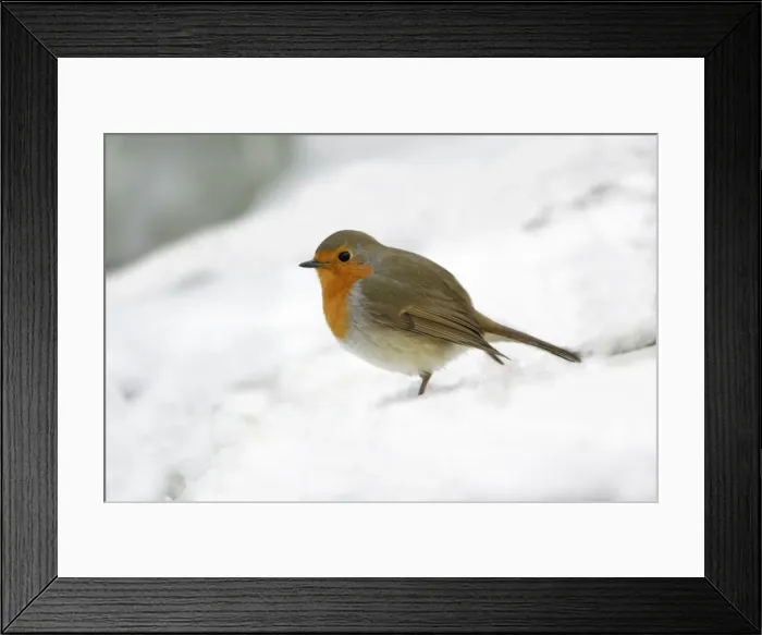 Framed Print : Robin - in snow covered garden, Lower Saxony, Germany Framed Print : Robin - in snow covered garden, Lower Saxony, Germany