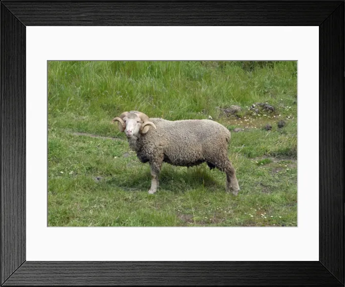 Framed Print : Marino Ram - on pasture, Extremadura, Spain Framed Print : Marino Ram - on pasture, Extremadura, Spain