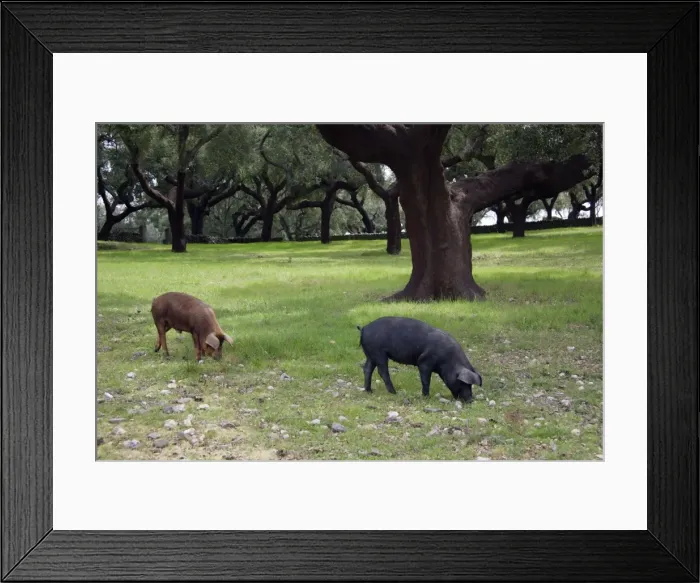 Framed Print : Domestic Pigs - feeding on acorns, Extremadura, Spain Framed Print : Domestic Pigs - feeding on acorns, Extremadura, Spain