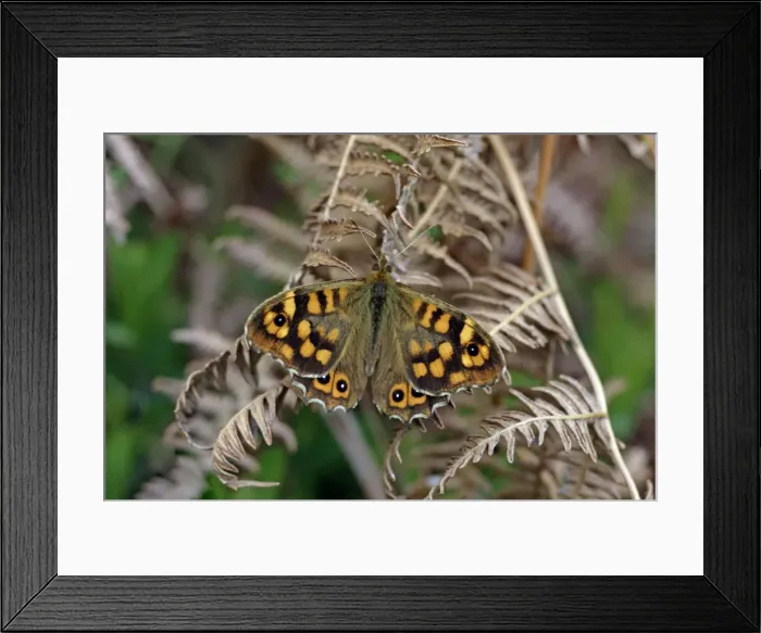 Framed Print : Butterfly Speckled Wood - resting on bracken, Extremadura, Spain Framed Print : Butterfly Speckled Wood - resting on bracken, Extremadura, Spain
