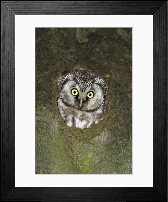Framed Print : Tengmalm's Owl - at nest entrance, Lower Saxony, Germany Framed Print : Tengmalm's Owl - at nest entrance, Lower Saxony, Germany