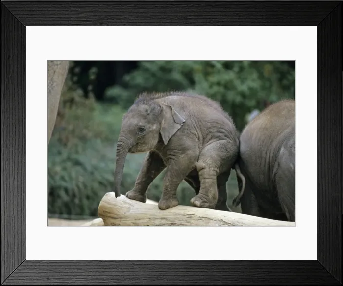 Framed Print : Asian Elephant - young animal playing on tree trunk, Emmen, Holland Framed Print : Asian Elephant - young animal playing on tree trunk, Emmen, Holland