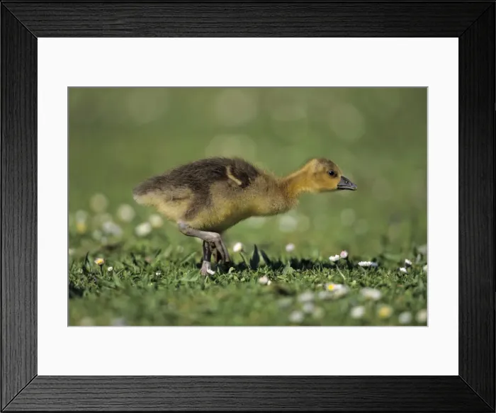 Framed Print : Greylag Goose - gosling feeding on meadow, Hessen, Germany Framed Print : Greylag Goose - gosling feeding on meadow, Hessen, Germany