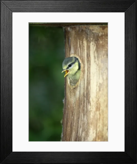 Framed Print : Blue Tit - chick at nestbox entrance, Lower Saxony, Germany Framed Print : Blue Tit - chick at nestbox entrance, Lower Saxony, Germany