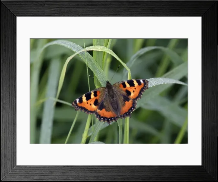 Framed Print : Small Tortoiseshell butterfly - resting on dew covered grass, Lower Saxony, Germany Framed Print : Small Tortoiseshell butterfly - resting on dew covered grass, Lower Saxony, Germany