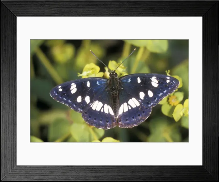 Framed Print : Southern White Admiral Butterfly Framed Print : Southern White Admiral Butterfly