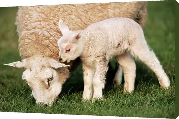Texel  /  Milk Sheep Ewe with lamb