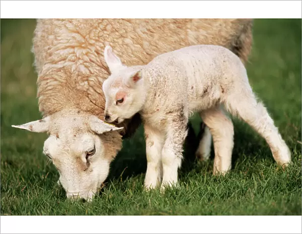 Texel  /  Milk Sheep Ewe with lamb