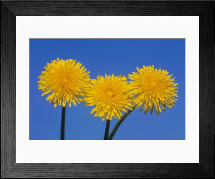 Framed Print : Common Dandelion - growing between flag-stones Framed Print : Common Dandelion - growing between flag-stones