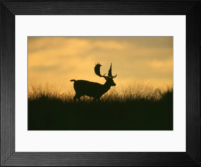 Framed Print : Fallow Deer - buck silhouetted against morning sky-line Framed Print : Fallow Deer - buck silhouetted against morning sky-line