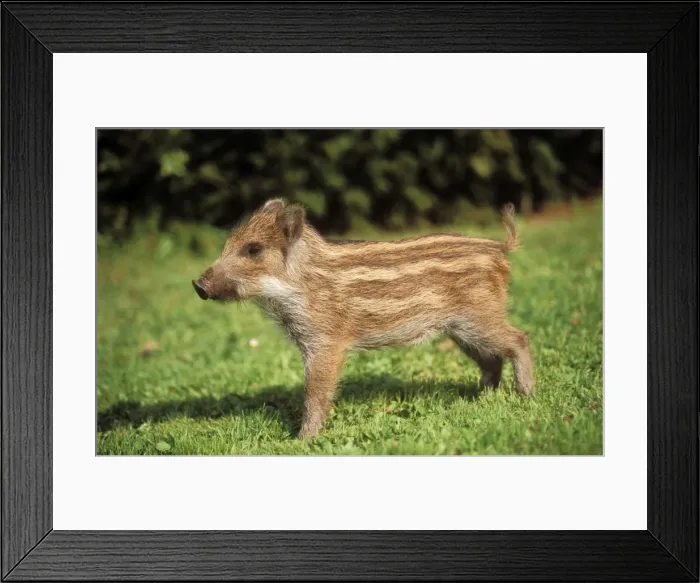 Framed Print : Wild Boar Adopted piglet in garden Framed Print : Wild Boar Adopted piglet in garden
