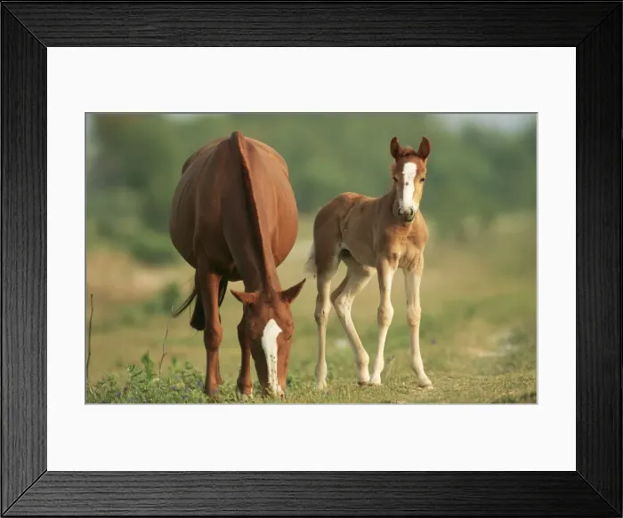 Framed Print : Paso Peruano Horse Mare & Foal, Coto Donana S. Spain Framed Print : Paso Peruano Horse Mare & Foal, Coto Donana S. Spain