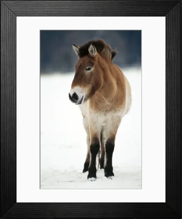 Framed Print : Przewalski's Horse Wild breed Framed Print : Przewalski's Horse Wild breed