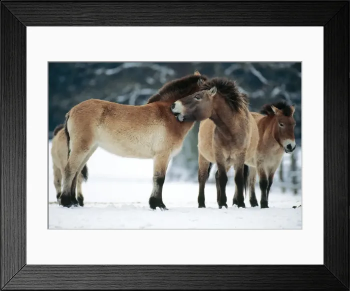 Framed Print : Przewalski's Horse Wild breed Framed Print : Przewalski's Horse Wild breed
