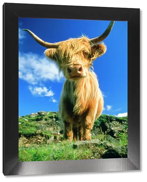 Cow - Highland Cattle