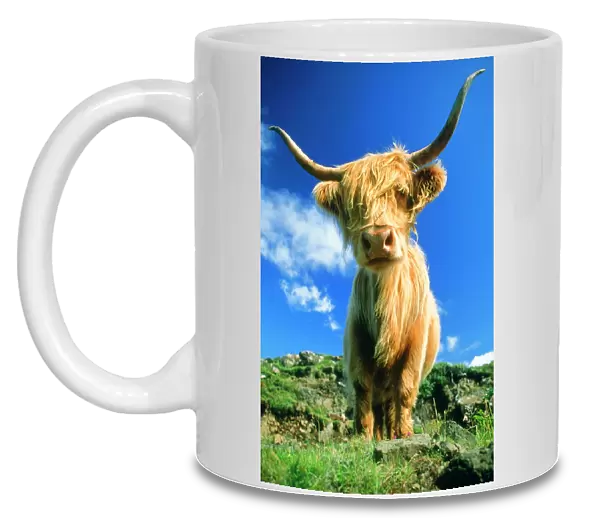 Cow - Highland Cattle