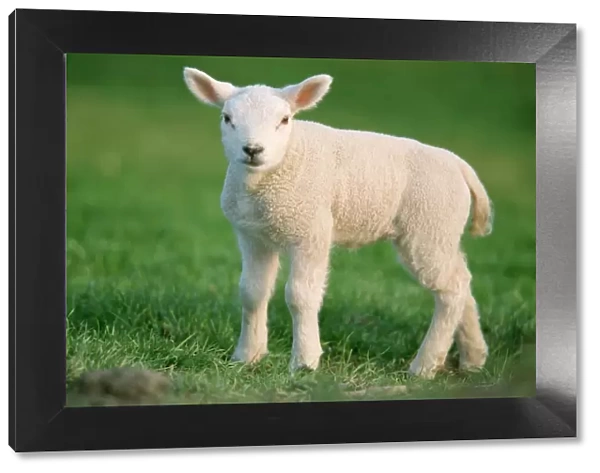 Milk Sheep - Texel Lamb resting