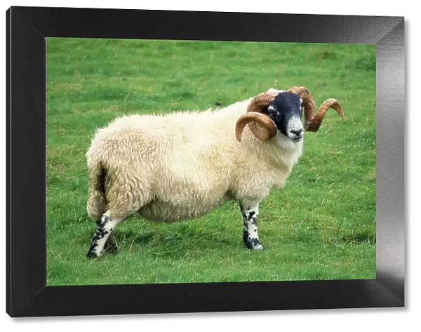 Scottish Black Face Sheep - ram
