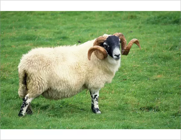 Scottish Black Face Sheep - ram