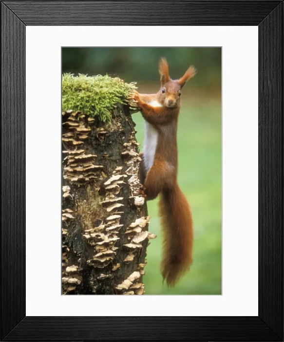 Framed Print : Red Squirrel Framed Print : Red Squirrel