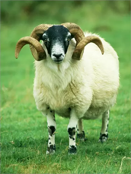 Scottish Black Face Sheep Ram