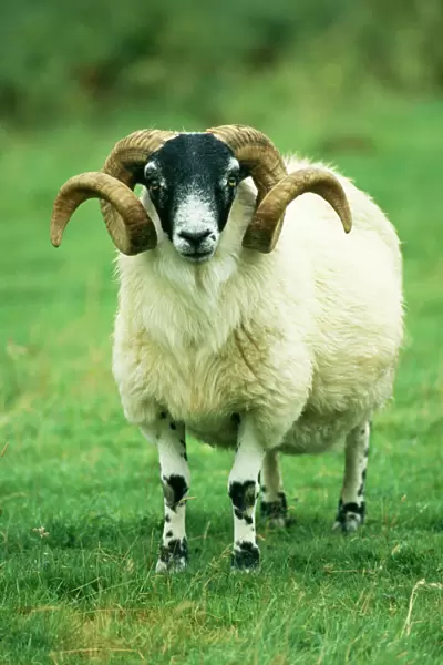 Scottish Black Face Sheep Ram