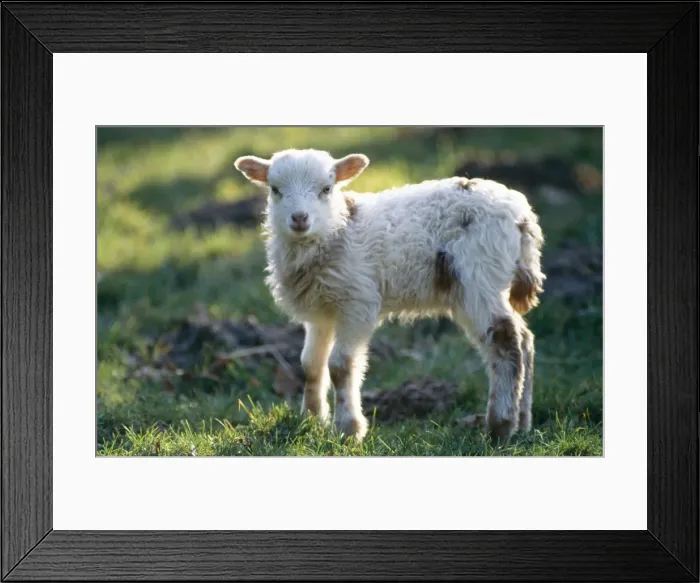 Framed Print : Skudde Sheep Lamb, Old German breed Framed Print : Skudde Sheep Lamb, Old German breed