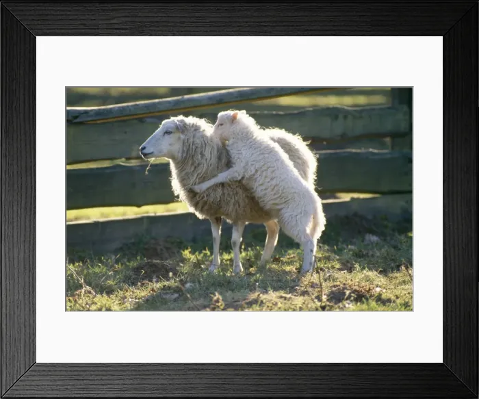 Framed Print : Skudde Sheep Old german Breed Ewe with playful lamb Framed Print : Skudde Sheep Old german Breed Ewe with playful lamb