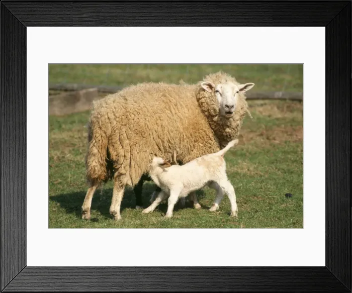 Framed Print : Milk Sheep - Ewe with lamb suckling. X breed from East Friesan sheep Framed Print : Milk Sheep - Ewe with lamb suckling. X breed from East Friesan sheep