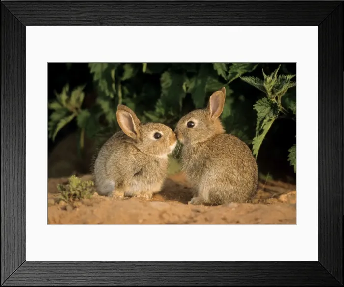 Framed Print : Common Rabbit - young Framed Print : Common Rabbit - young