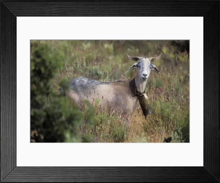 Framed Print : Domestic Goat With bell, Portugal Framed Print : Domestic Goat With bell, Portugal