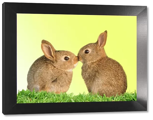 Common Rabbit - young - two kissing with yellow background