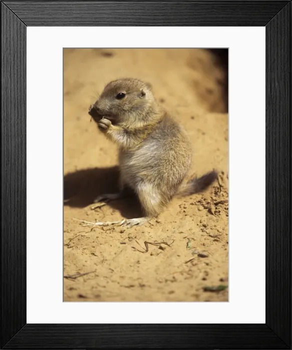 Framed Print : Black-tailed Prairie Dog - young eating Framed Print : Black-tailed Prairie Dog - young eating