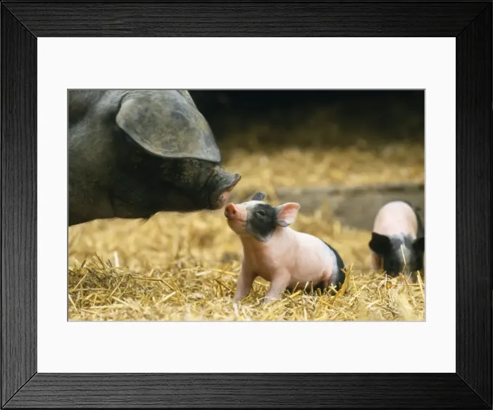 Framed Print : Haellisches Pig - sow with piglet Framed Print : Haellisches Pig - sow with piglet