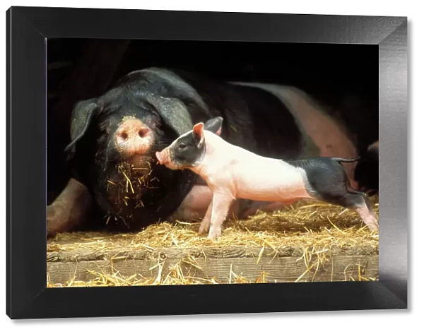 Domestic Pig Haellisches pig (old German breed). Sow with piglet
