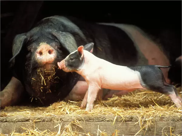Domestic Pig Haellisches pig (old German breed). Sow with piglet