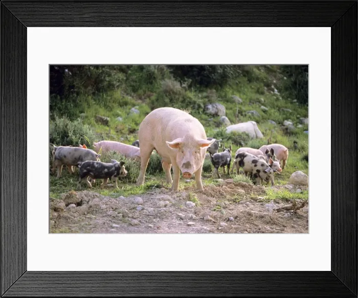 Framed Print : Domestic Pig - sow with piglets, free-range husbandry Framed Print : Domestic Pig - sow with piglets, free-range husbandry