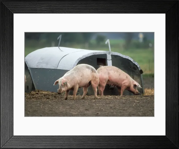 Framed Print : Domestic Pigs Free range husbandry Framed Print : Domestic Pigs Free range husbandry