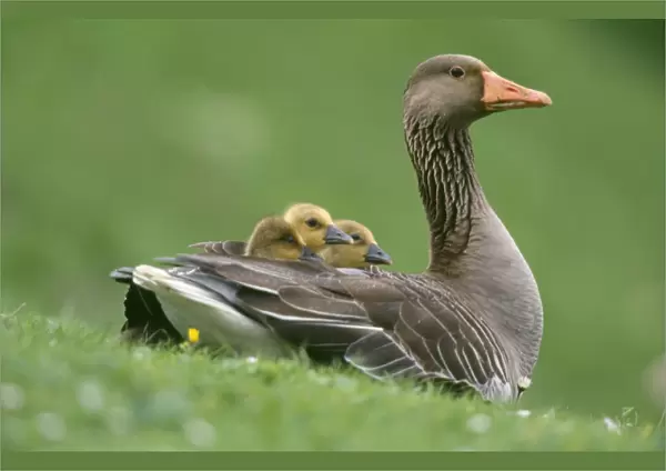 Greylag Goose - with goslings